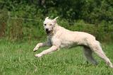 BOUVIER DES ARDENNES 372